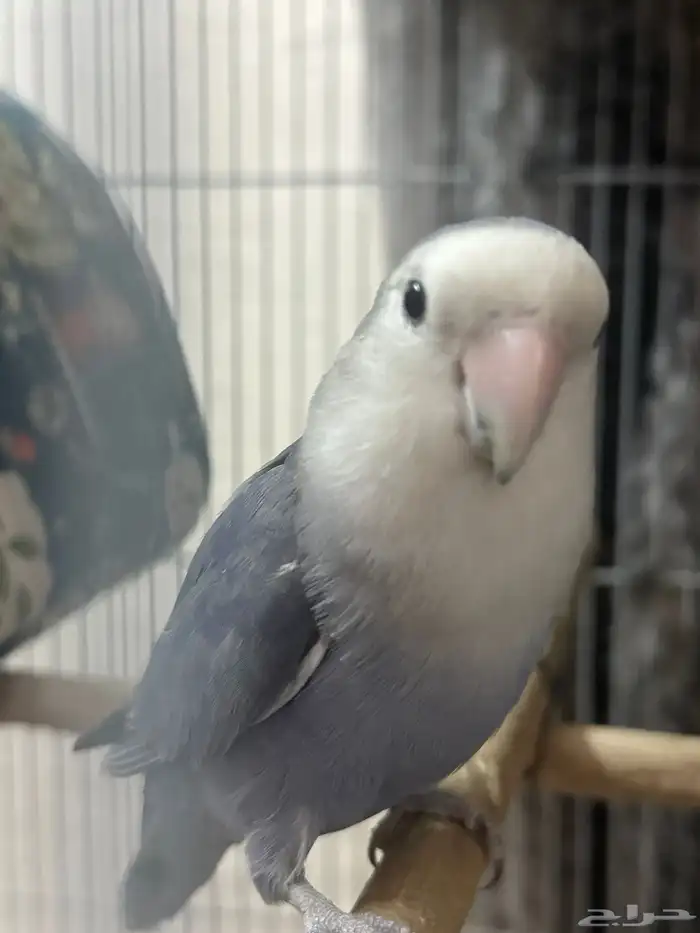 ببغاء روز للبيع 1