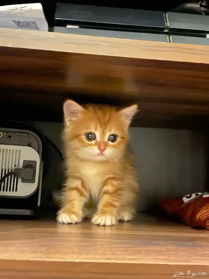 قطط سكوتش ستريت 3