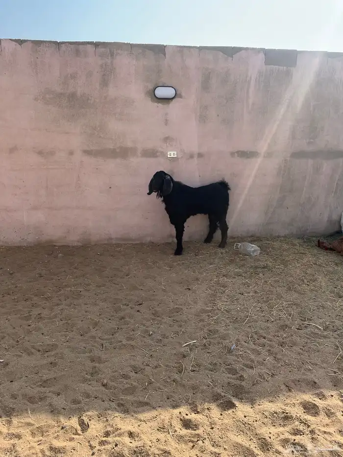 تيس فحل سنة رباع ضراب مشروط 1