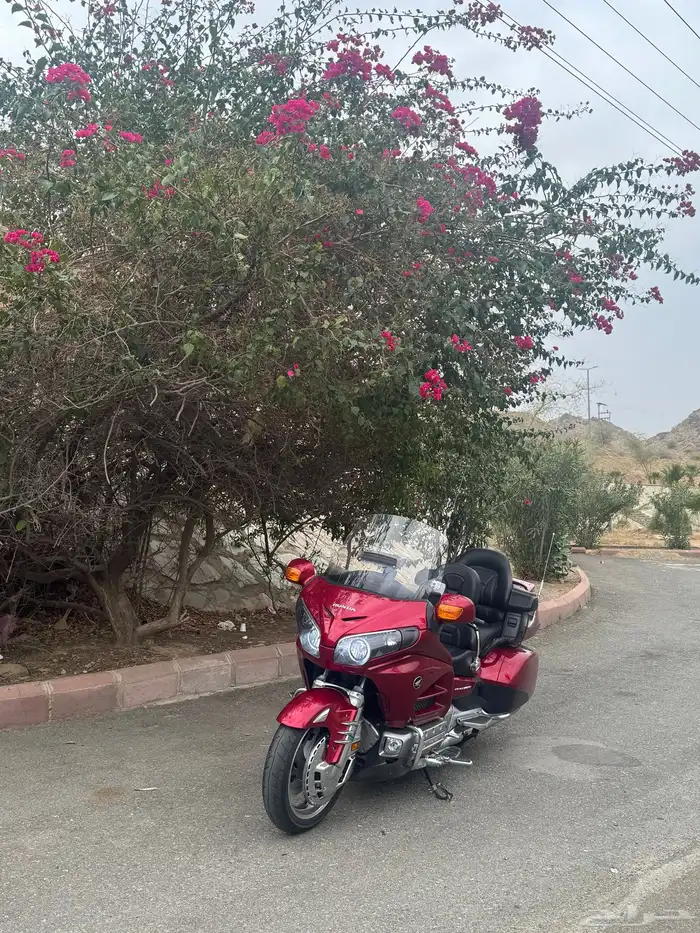 قولد وينق 2012 0