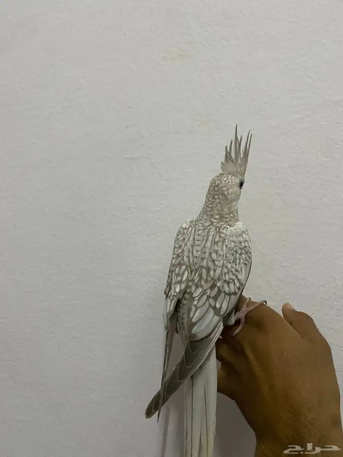 للبيع كروان اليف جداا و الون مميز 1