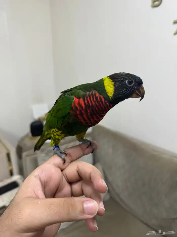 لوري سوانسون نهاية فطام ( تم البيع ) 0