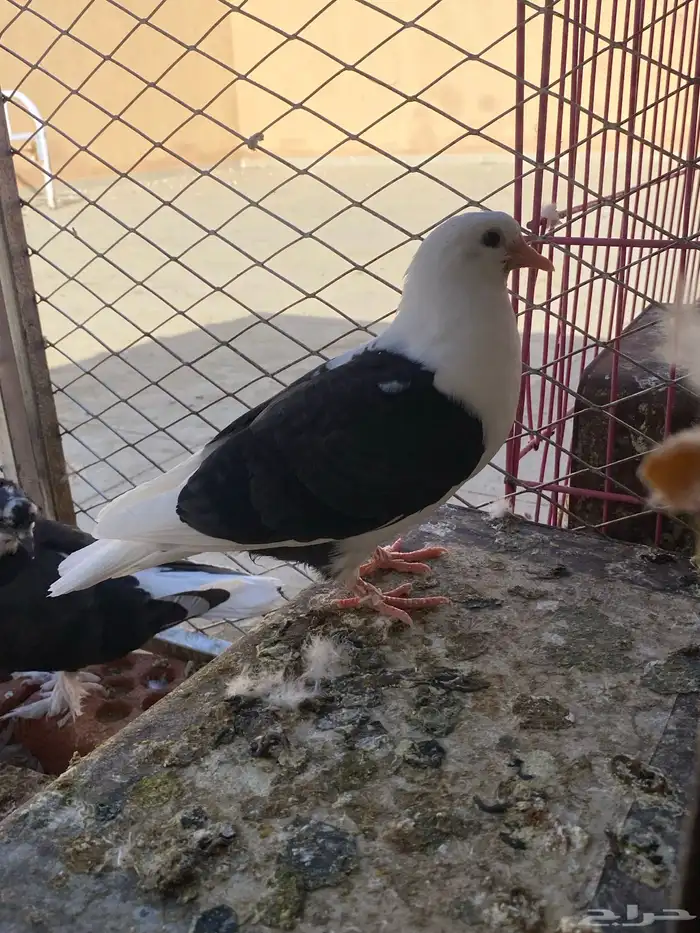 للبيع حمام 8