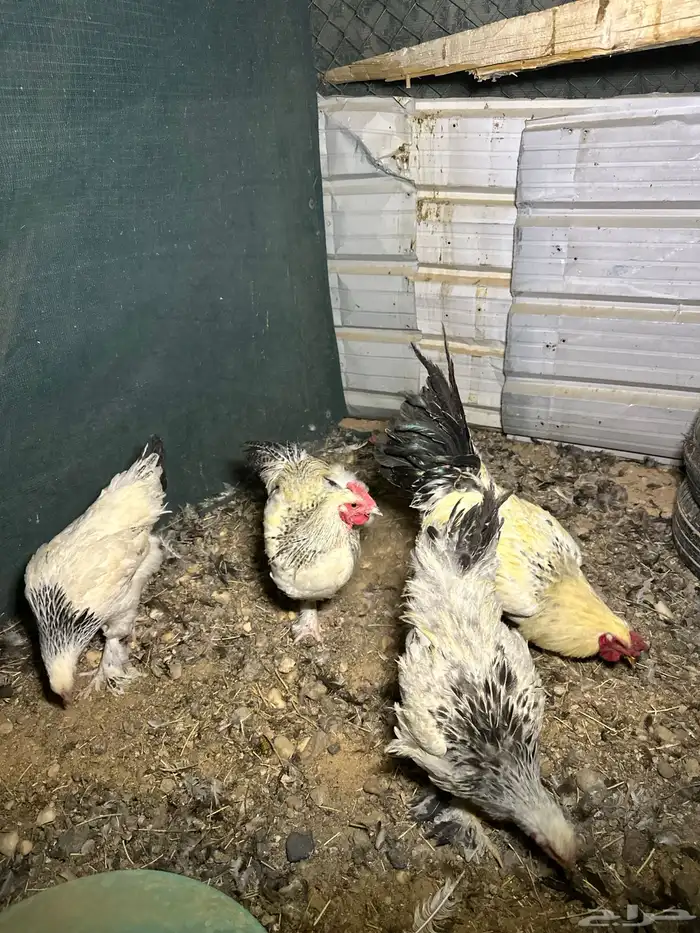 دجاج تركي اللوان تفتح النفس ماشاء الله والبيع سمح 4