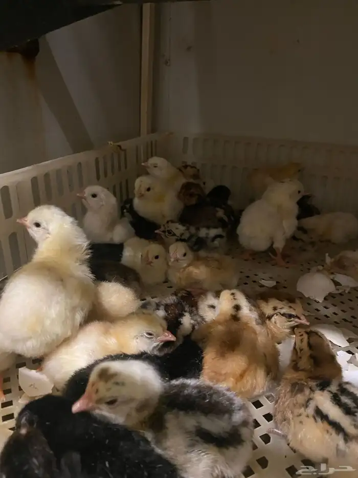 صيصان بلدي 0