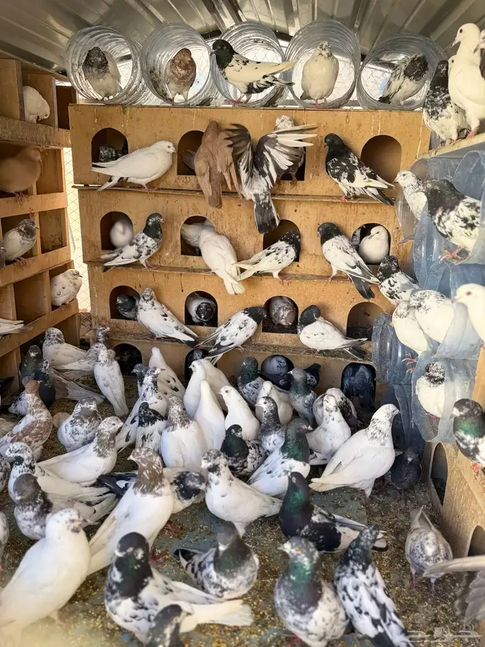 حمام بكستانية توب 1