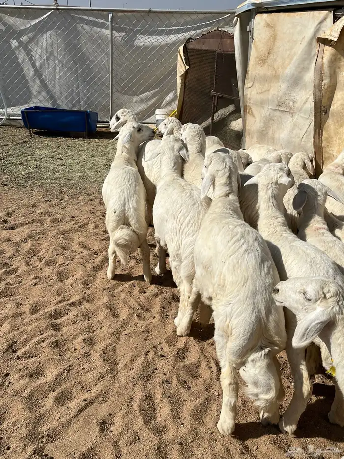 بهم فواخر تم البيع 5