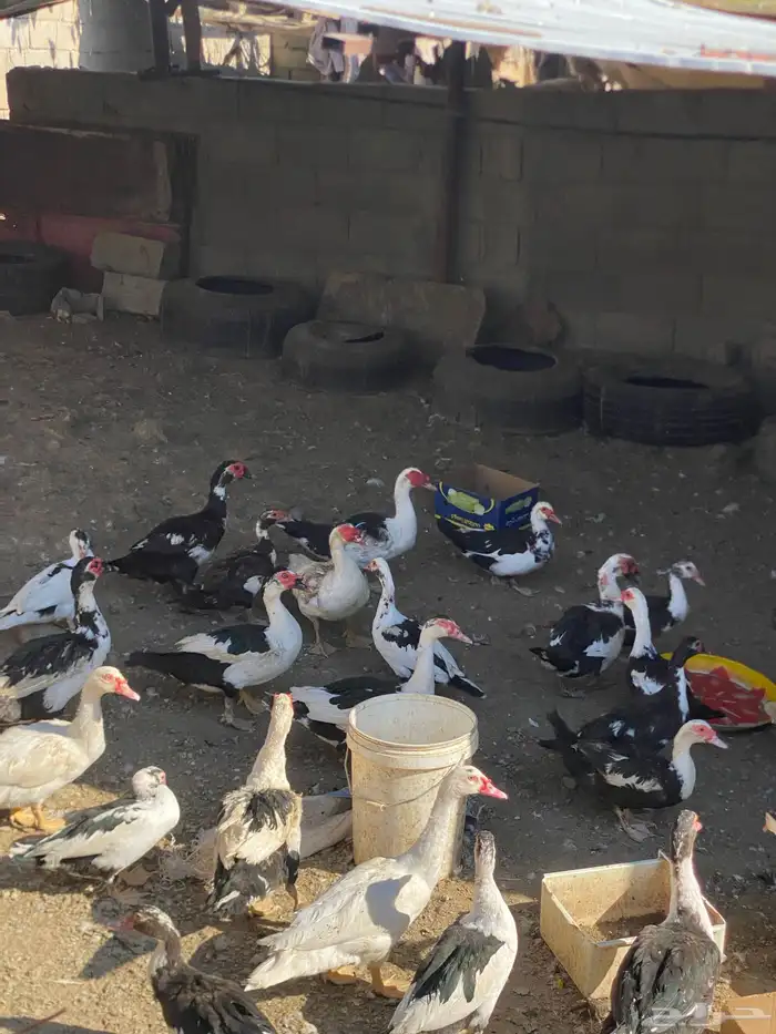 بط بلدي فاخر 6