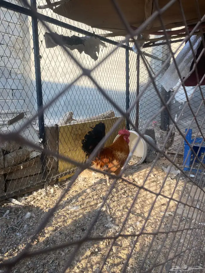 البيع الديك 1