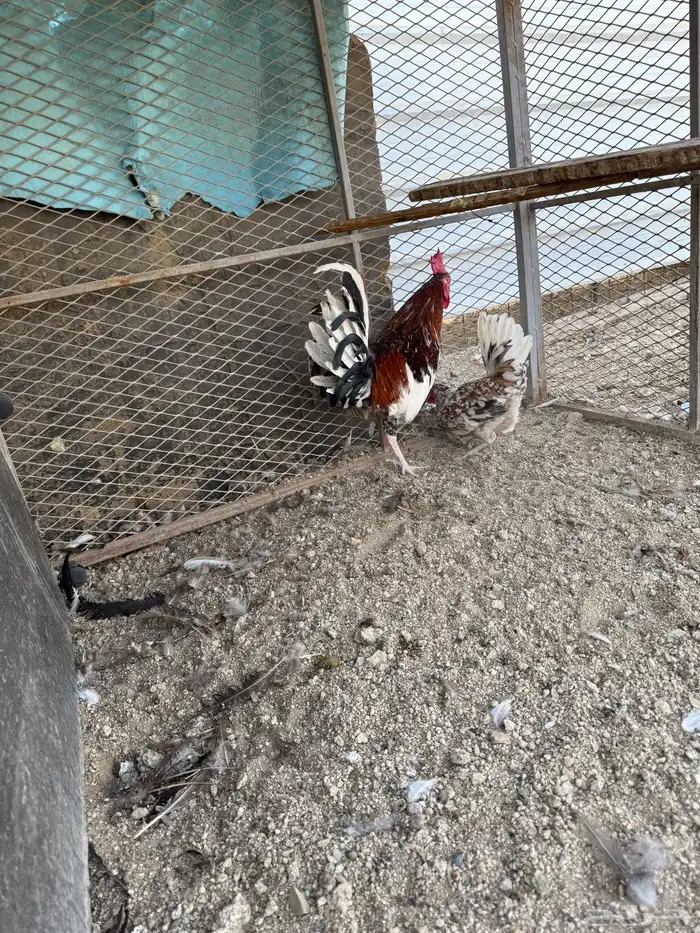 طقم مكنتوش فوليا 1