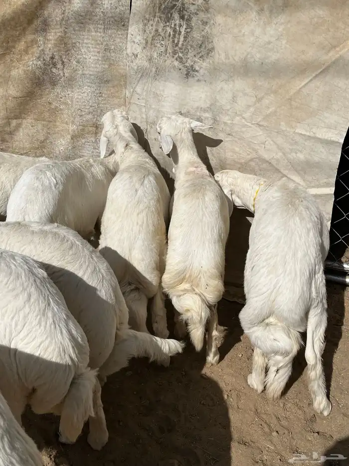 بهم فواخر تم البيع 2