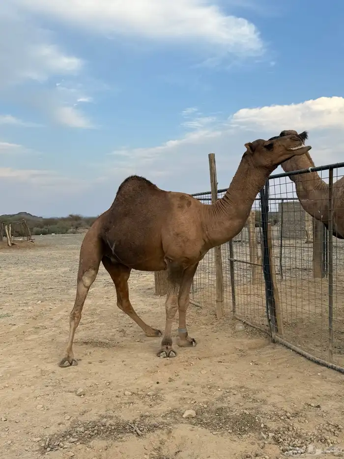 جمل حمر ضراب وعشار وهداوه 6