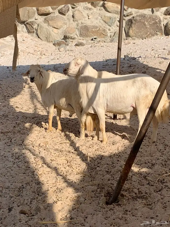 فحول كفو للبيع 1