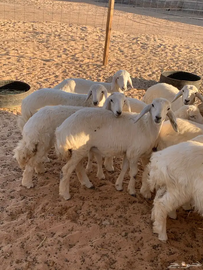 بهم حري 13 خروف و7 الرخال مغلق 0