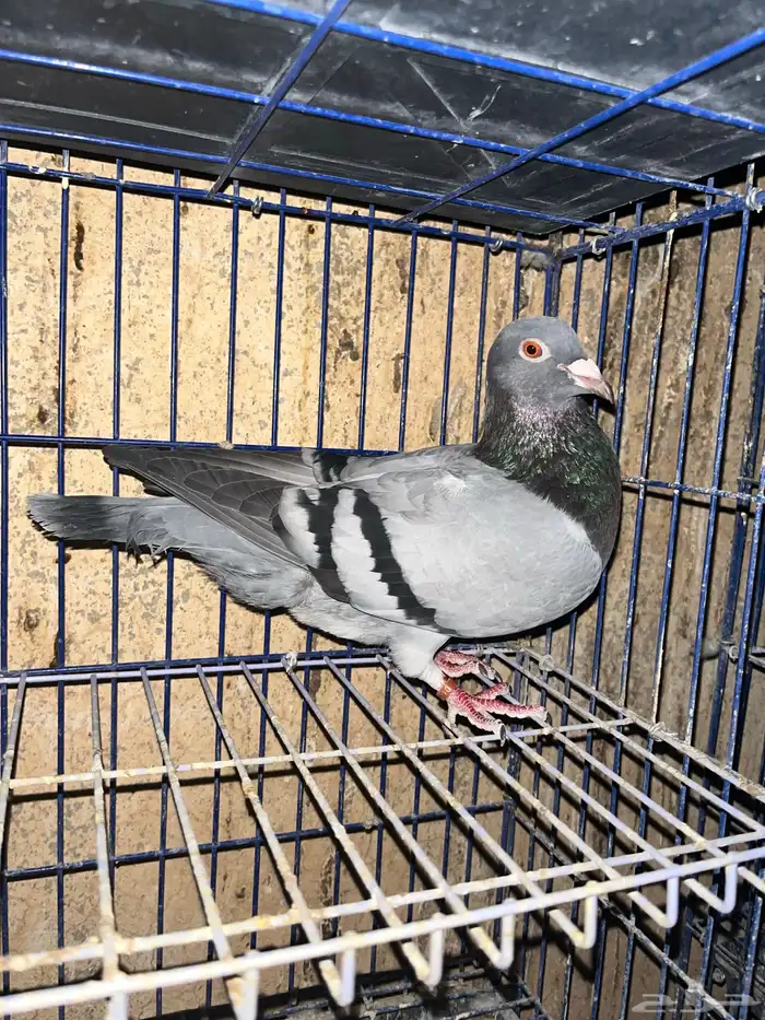 حمام زاجل هولندي 4