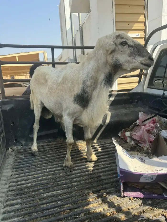 كبش فرير بلدي فحل 1