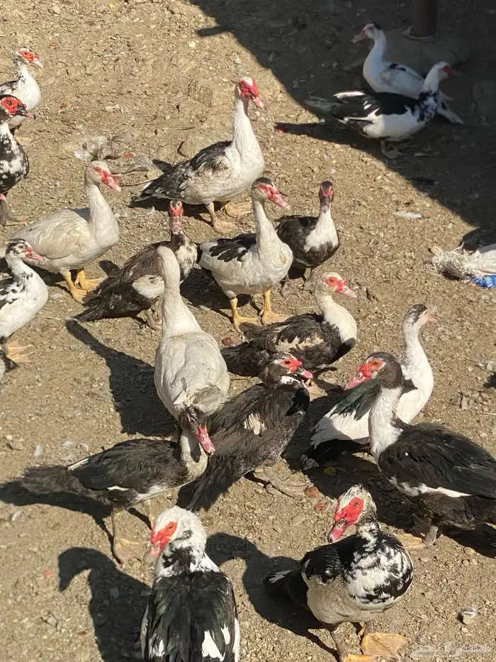 بط بلدي فاخر 3