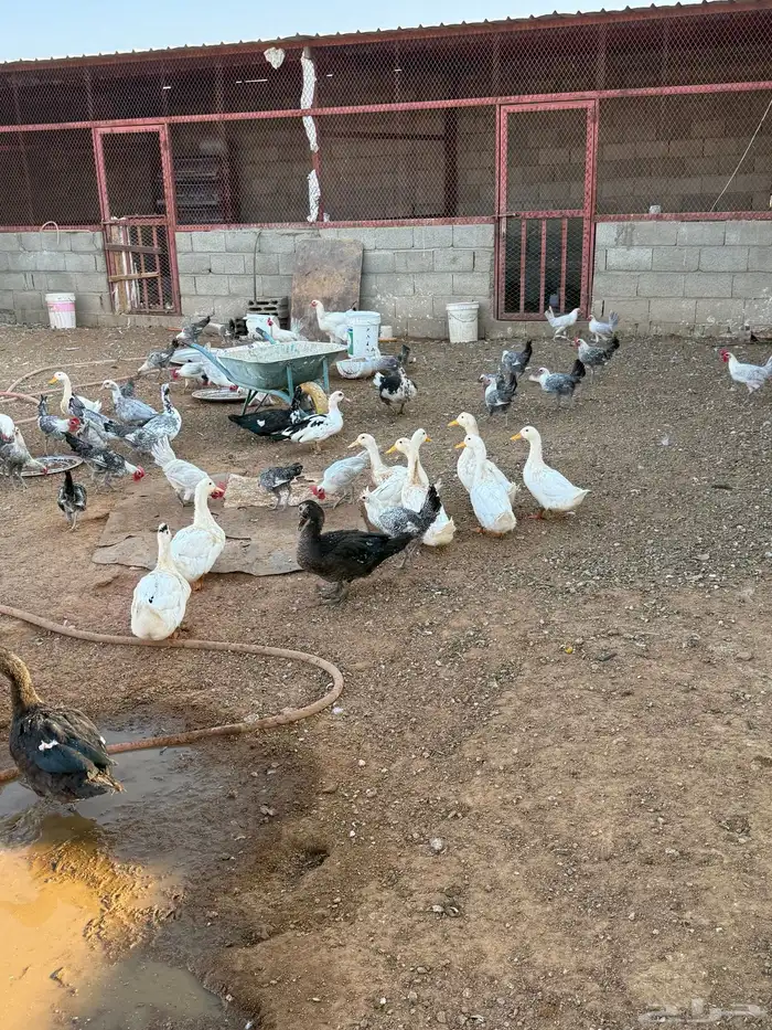 بط بكيني وبط سوداني ودجاج فيومي 1