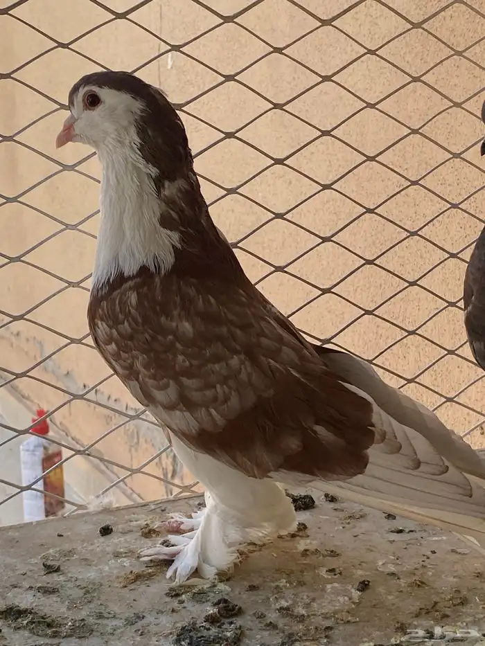 للبيع حمام 1