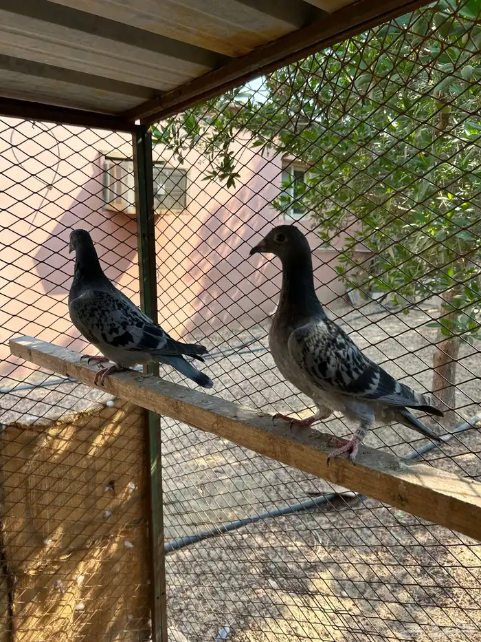 طبه زاجل سباق 0