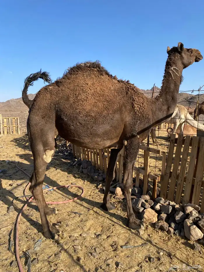 بكره ثنو ملاقي الي فبطنها ثانيها صغيرة سن الحد 8500 4