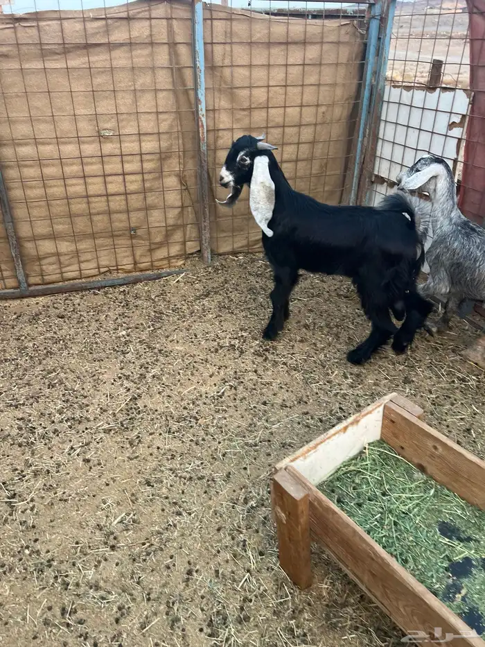 تيس وجفرة عارضي للبيع 0