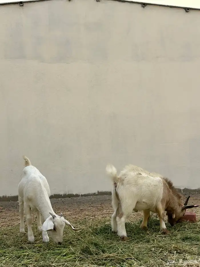 ماعز قزم وجفرة للبيع 6