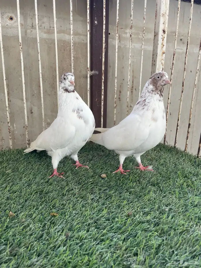 للبيع حمام ايراني قلابي 2