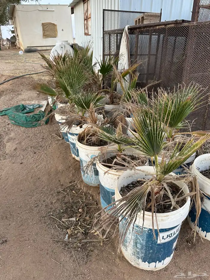 اشجار واشنطنيه 6