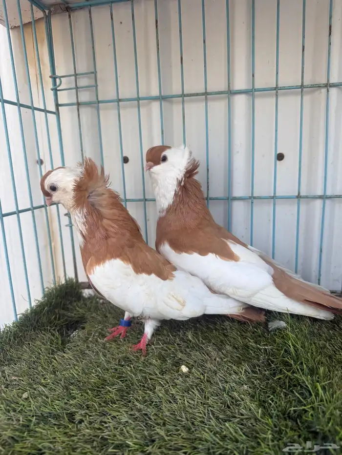 زوج بلغاري عبسي 6