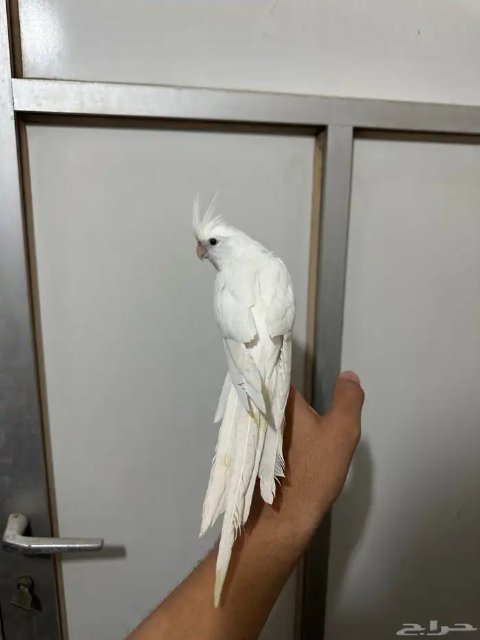 كروان البينو اليف 0