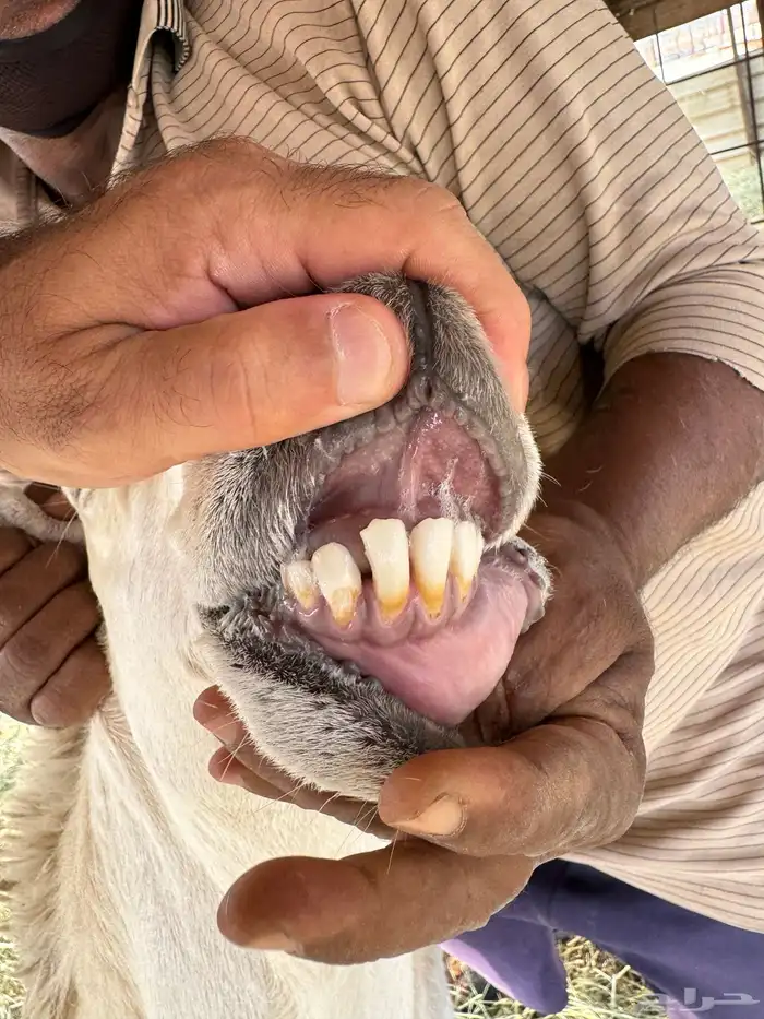 طلي صنف ولد سبع السلالات ولدالفايت ولد محدود 0