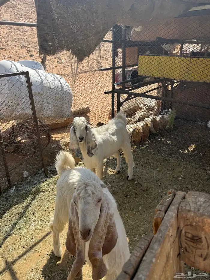 تيوس للبيع الخرج 0