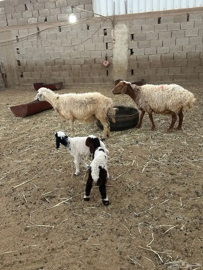 نعاج نعيم ولد معه خرفان 1