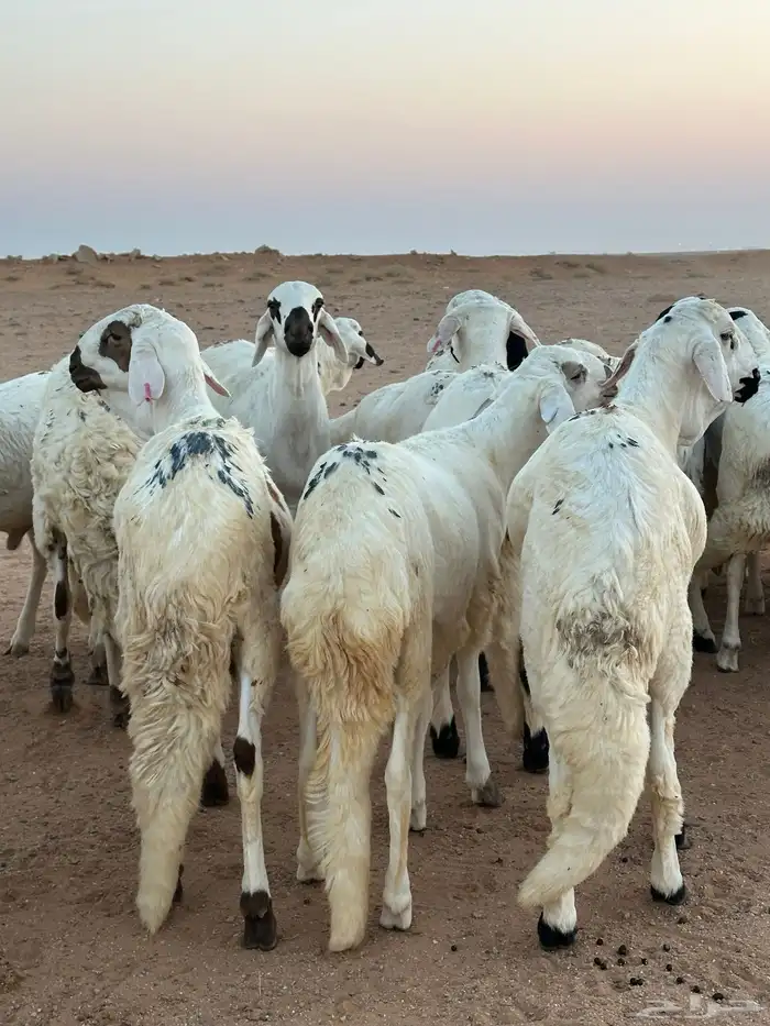 للبيع سواكن طيبه 9