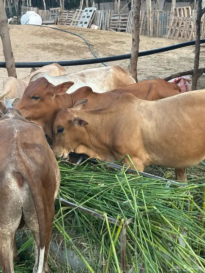 8 عجول و1 خبشه 3