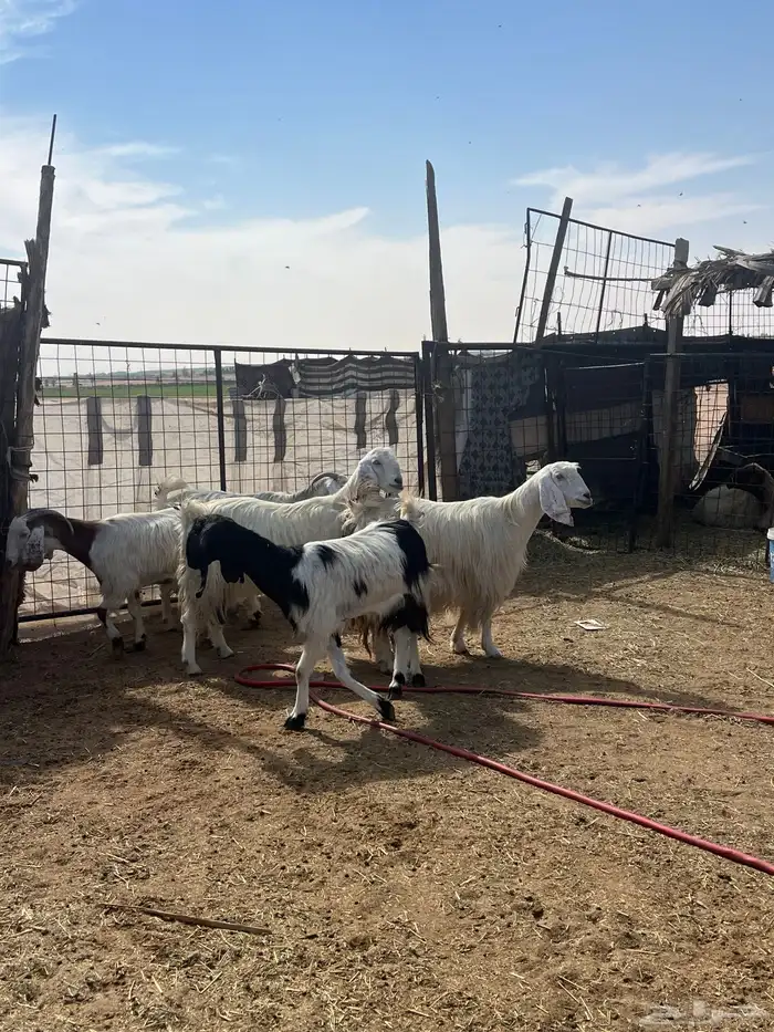 للبيع معزا والد مصريات 2