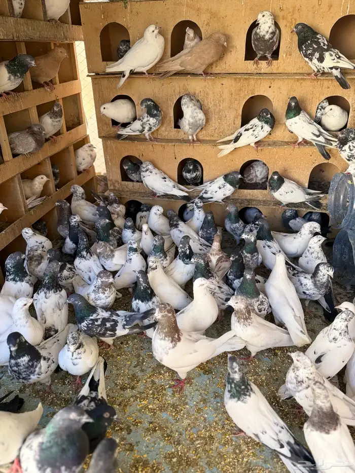 حمام بكستانية توب 6