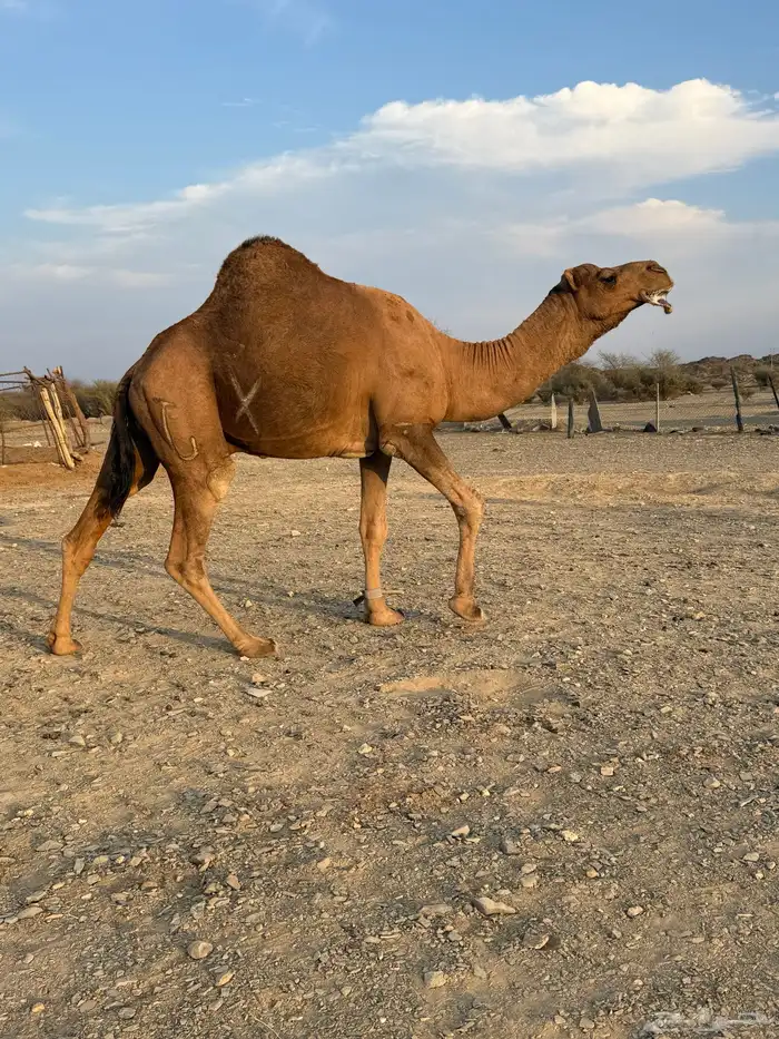 جمل حمر ضراب وعشار وهداوه 12