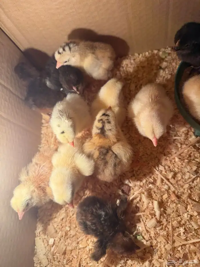 صوص دجاج صغير للبيع 20