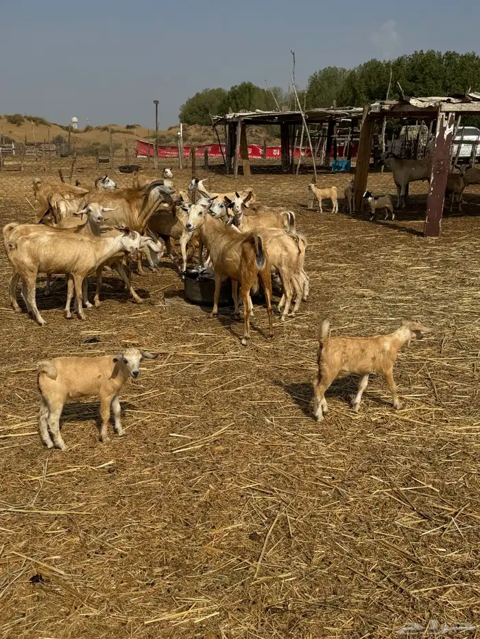 50 راس ماعز للبيع 4