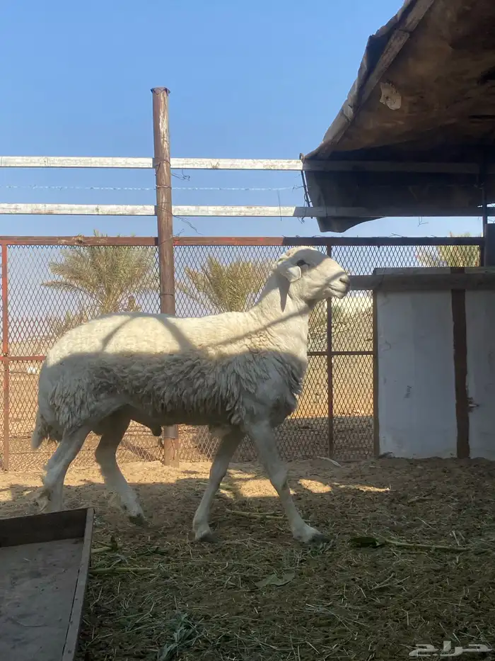 خروف فحل سنه رباع 0