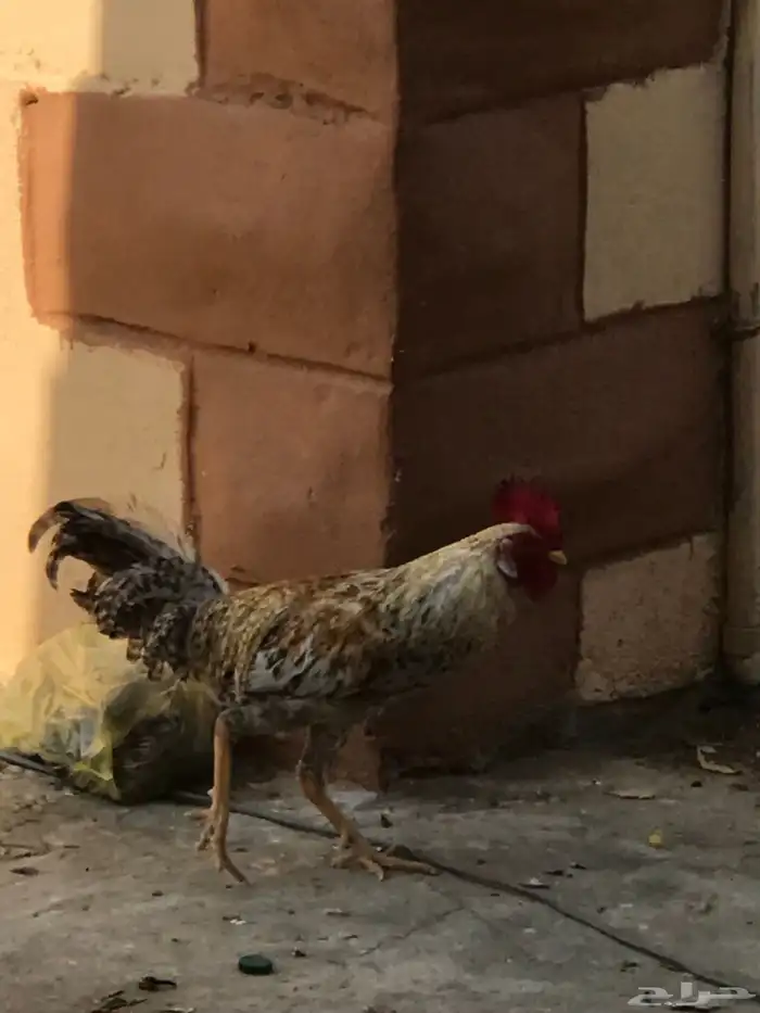 دجاجه صحه 100 الديوكه صحه100 4