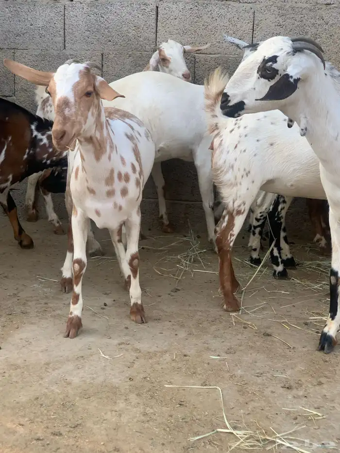 جفير العدد 10 رؤوس تربية ومطربات شي طيب ونظيف 0