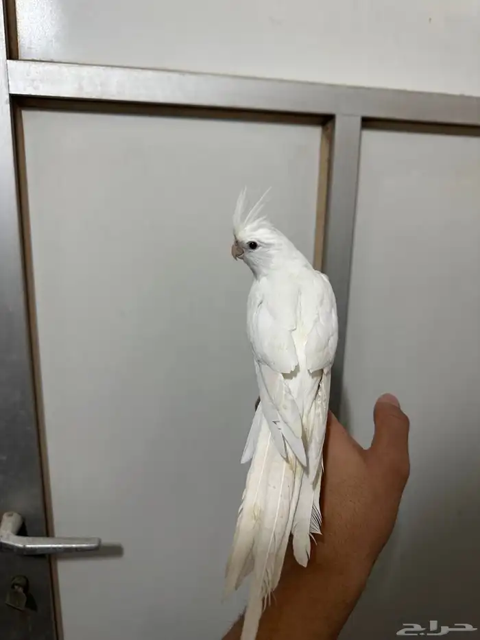 كروان البينو اليف 5