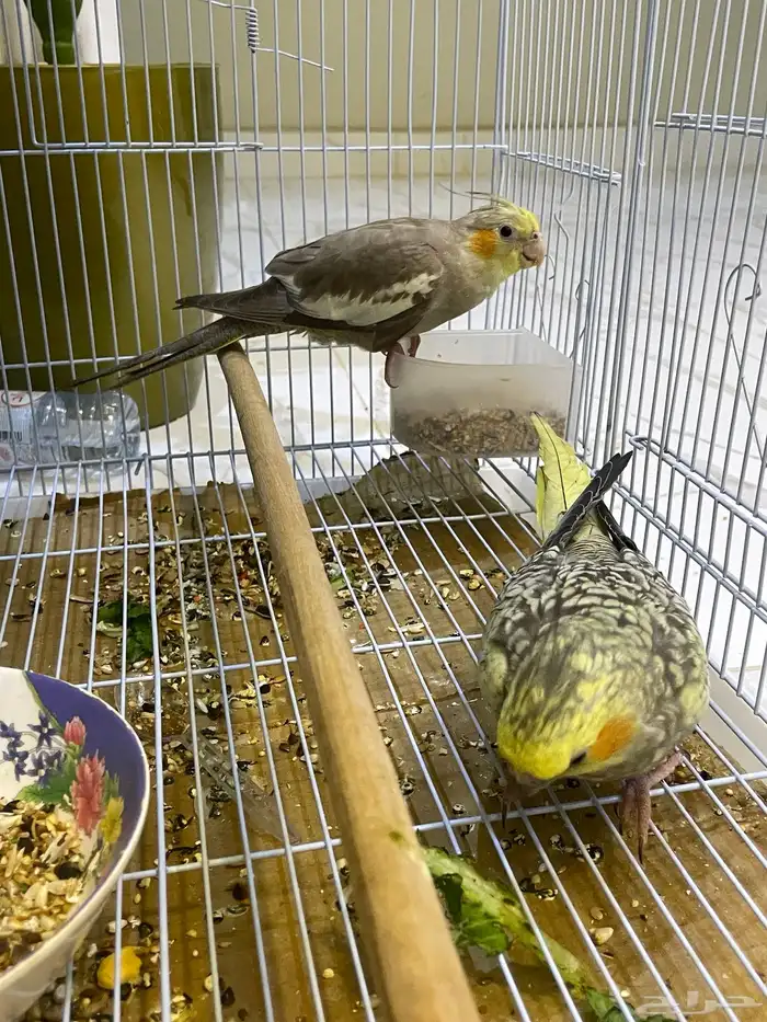 ببغاء كروان للبيع 3