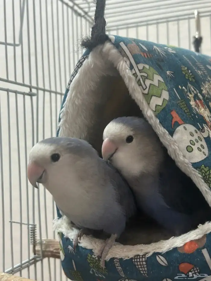 ببغاء روز للبيع 3