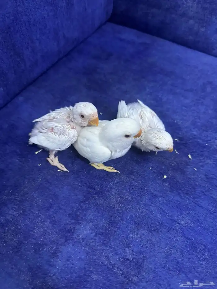 ثلاثة فروخ روز غر 2