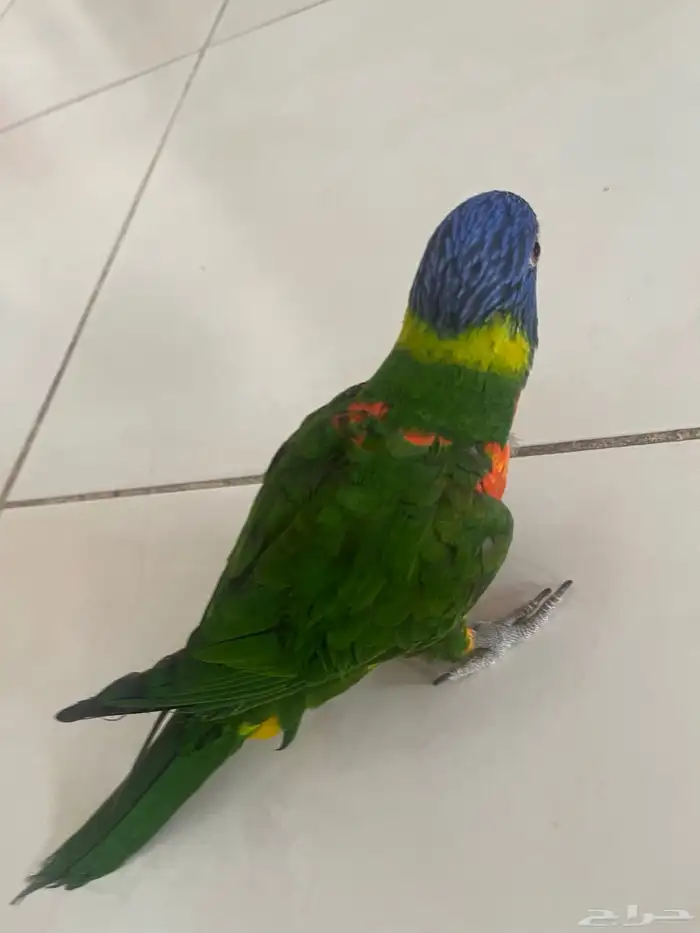 ببغاء لوري 1