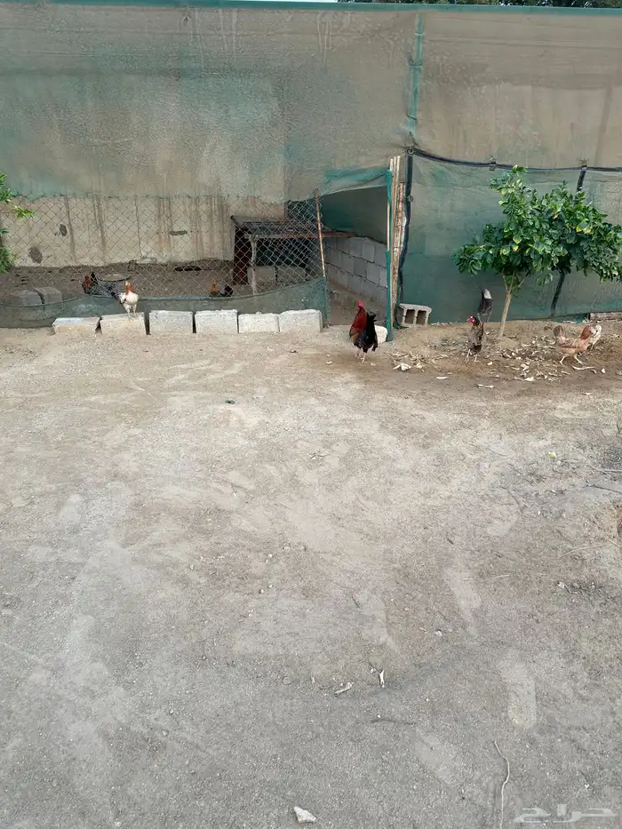 دجاج بلدي دجاج تركي 0